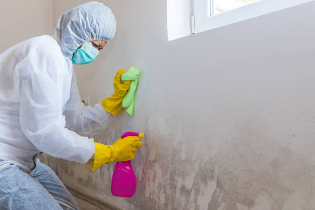 Professional Mold Inspection in Underwood Petersville, AL